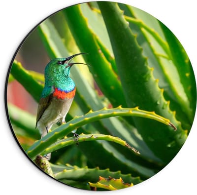 Dibond Wandcirkel - Blauw Vogeltje in Groene Takken - 20x20cm Foto op Aluminium Wandcirkel (met ophangsysteem)