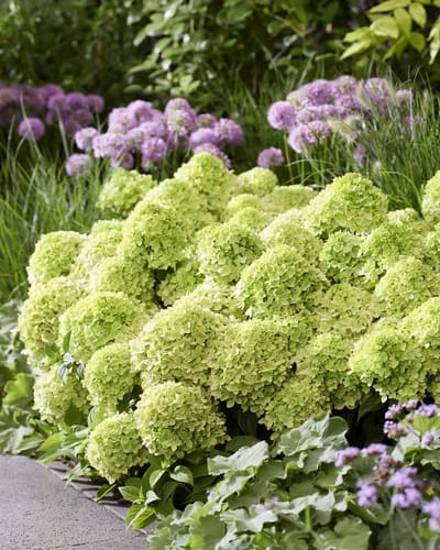Hydrangea pan. Groundbreaker® Greeny - Set van 2 - Winterhard - Bodembedekkende Hortensia - Pot 1.5 Liter - Lime kleurige Bloem