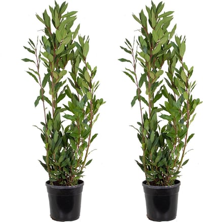 Bloomique - Set van 2 - Laurus Nobilis - Echte Laurier - Tuinplanten - Winterhard - Hoogte 80-100 cm - Pot 21 cm