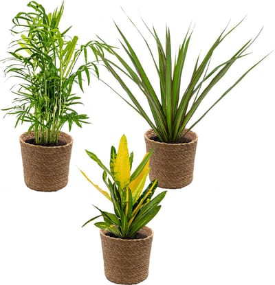 Bloomique - Set van 3 - Tropische kamerplanten mix Incl. Zeegras Mand Lux – Luchtzuiverend – - 25-40 cm - Pot 12 cm - Hoogte 35-45 cm