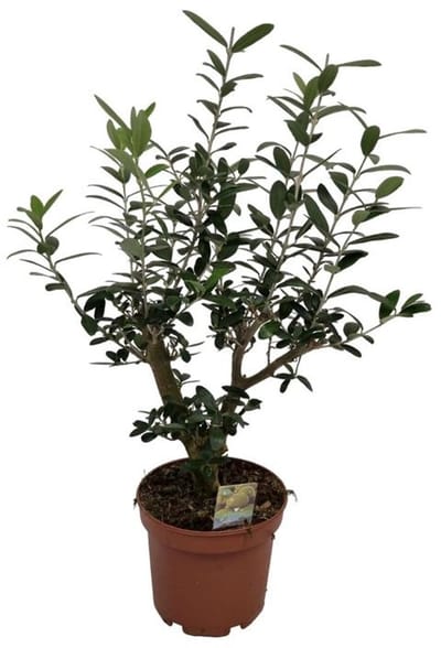 JUNAVERA Olea europaea (olijfboom) struikvorm | 40 cm hoog | In 15 cm pot | Mediterrane kuipplant voor terras en balkon