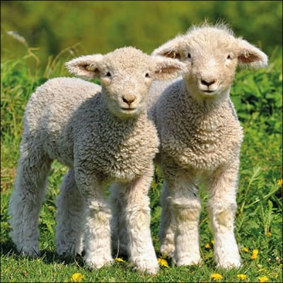 Ambiente Servet 33cm Two Lambs 20 stuks