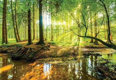 Fotobehang - Zonnig Bos met een Beek - Bomen - Natuur - Vliesbehang - 368 x 254 cm (4 behangvellen)