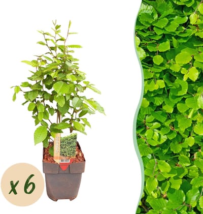Plantenboetiek.nl | Carpinus betulus - blad groen - 6 planten - 1 strekkende meter - bladverliezend - pot 17cm hoogte 55cm - Haagplanten - Ø18cm - 45-55cm hoog - Tuinplant