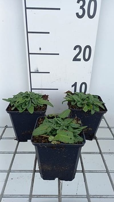 6x Ezelsoor - Stachys off. 'Ukkie' | 9x9 cm pot
