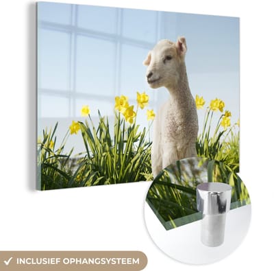 ® Glasschilderij 180x120 cm - Schilderij acrylglas - Lammetje tussen de narcissen - Foto op glas - Muurdecoratie woonkamer - Wanddecoratie slaapkamer - Schilderijen