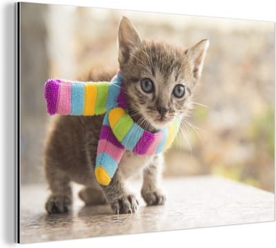 Wanddecoratie Metaal - Aluminium Schilderij Industrieel - Kitten - Sjaal - Kleuren - Meisjes - Kinderen - Jongens - Kindje - 30x20 cm - Dibond - Foto op aluminium - Industriële muurdecoratie - Voor de woonkamer/slaapkamer