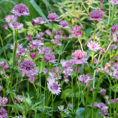 Astrantia major 'Pink Pride' - Zeeuws knoopje - Wortelgoed - 5 stuks