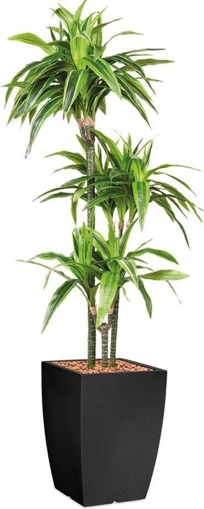 HTT - Kunstplant Dracaena Lemon Lime in Genesis vierkant antraciet H150 cm