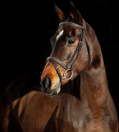 Horze hoofdstel SParta - XFull - donkerbruin