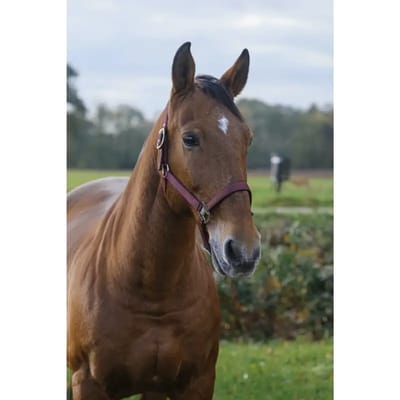 Nylon paardenhalster Equithème Spring