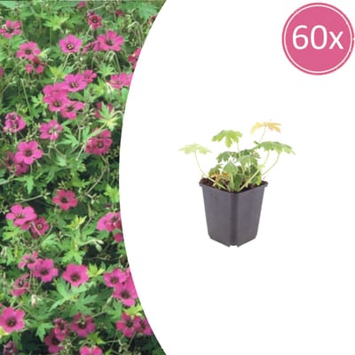 Tuinplantenshop.com | Geranium macr. 'Bevan's Variety' | 60 stuks - Ø9cm - 10-25cm hoog - Tuinplant