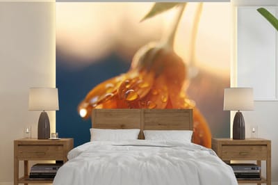 Behang - Fotobehang Goudsbloem met waterdruppels - Breedte 260 cm x hoogte 260 cm
