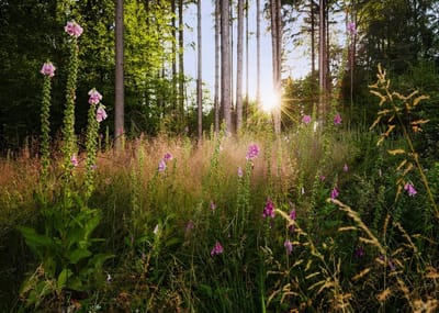 Komar Colours - Fotobehang Summer Glade - Behang - Inclusief Lijm - 350 x 250 CM.