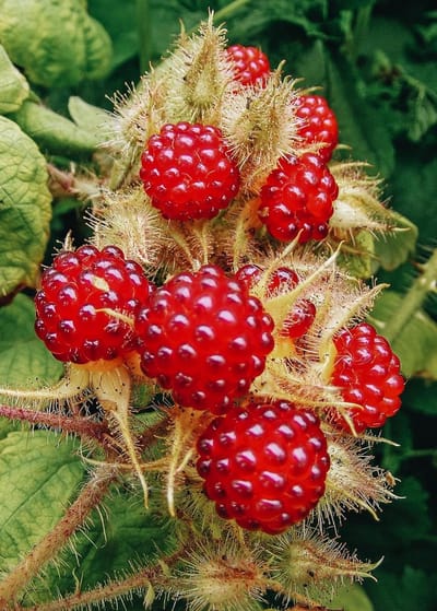 Japanese raspberry Rubus phoenicolasius Japanse druiven plant 1 liter pot