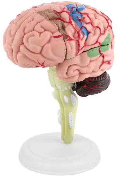 Cosensi- Hersenmodel Gedemonteerd - Anatomisch Model - Menselijk Brein - Hoogwaardige Kunststof - Lichtgewicht - Afmetingen 10 x 8 x 6 cm