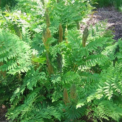 6x Osmunda Regalis - Koningsvaren pot 9x9 cm- Majestueuze Bladvaren
