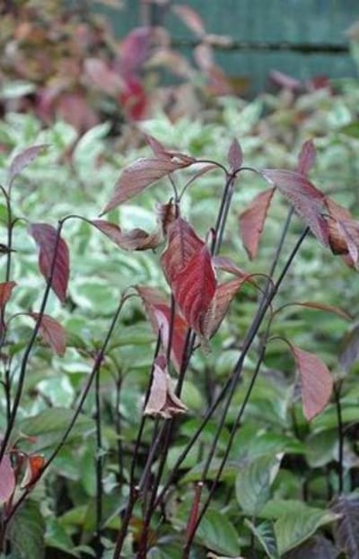 Cornus alba 'Kesselringii' - Kornoelje, Witte Kornoelje 60- 80 cm in pot