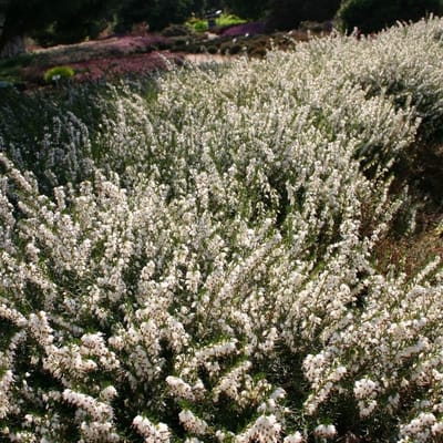 12 x Winterheide Wit - Bodembedekker Wintergroen - Erica darleyensis 'White Perfection' in C1.5 liter pot met hoogte 10-20cm