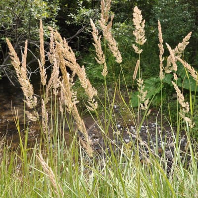 6 x Calamagrostis Arundinacea (= Stipa Arund.) - Struisriet - pot 9 x 9 cm - Sierlijk Siergras voor het Hele Jaar