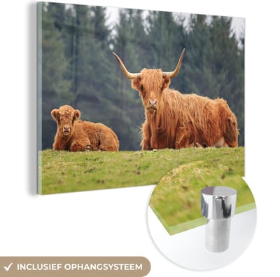 MuchoWow® Glasschilderij 120x80 cm - Schilderij acrylglas - Schotse Hooglanders - Gras - Bos - Foto op glas - Schilderijen