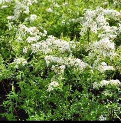 Spiraea arguta - Spierstruik , Sneeuwspirea 60- 80 cm in pot