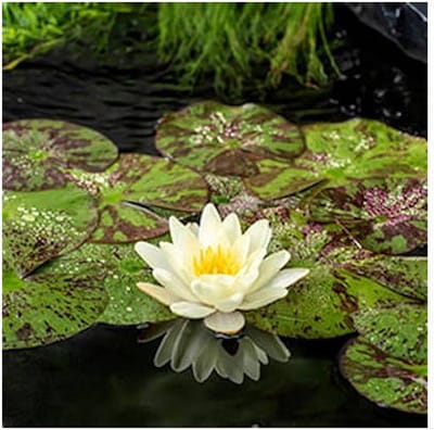 Moerings Nymphaea Marliacea Chormat | Waterlelie | In 11CM pot