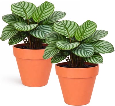 Mega Collections Plantenpot / bloempot - 2x - kunststof - oranje - binnen/buiten - D39 x H35 cm