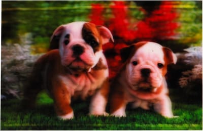 S.Y.W Poster - Puppies - Multicolor