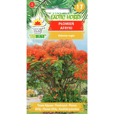 Zaden Flame of Africa (African Flame) exotische boom, rode bloemen, voor het hele jaar door zaaien mogelijk