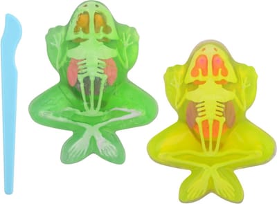 Johntoy Science Explorer Frog Anatomy Slime