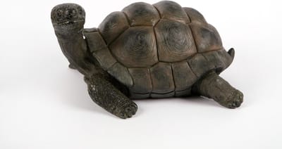 Schildpad