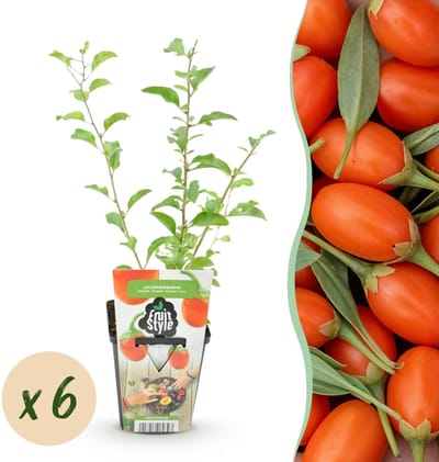 Green boutiQ - Fruitplanten - Goijbes - Lycium Barbarum - Winterhard - 6 Planten - Pot 9 cm - Oranje - Rode Vrucht