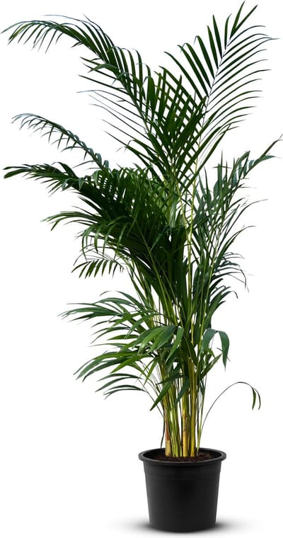 Tropictrees - Areca Goudpalmboom - Kamerplant -Dypsis Lutescens - Luchtzuiverend - 140 cm