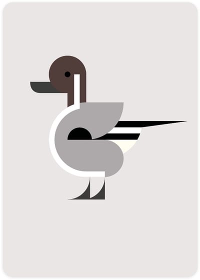 Eendje - 4x leuke wenskaarten - kaarten om te versturen - kaartenset - kaart met Pijlstaart - vier kaarten met vogels