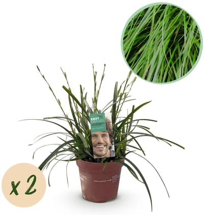 Green boutiQ - Siergrassen - Carex oshimensis Intense Green - Groen - 2 Planten - Bladhoudend - Weinig Onderhoud - Pot 17cm Hoogte 50cm