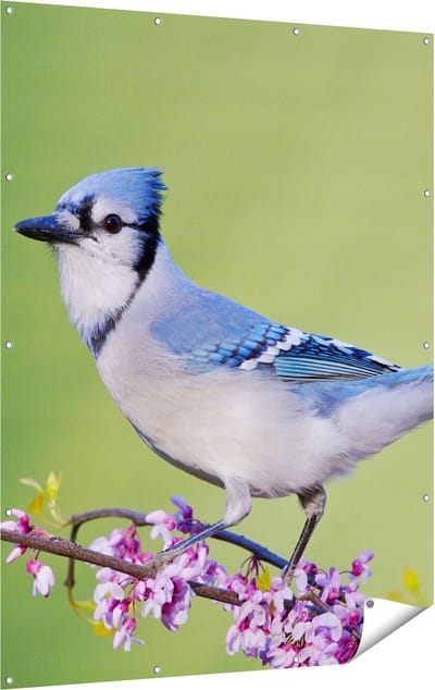 Gards Tuinposter Blauwe Gaai Vogel op een Tak - Kleur - 120x160 cm - Tuindoek - Tuindecoratie - Wanddecoratie buiten - Tuinschilderij