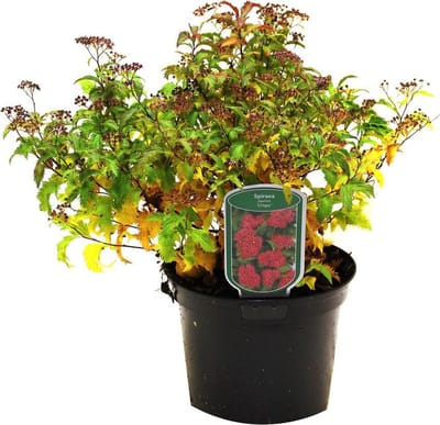 Spiraea japonica 'Crispa' - Spierstruik 25-30 cm in pot