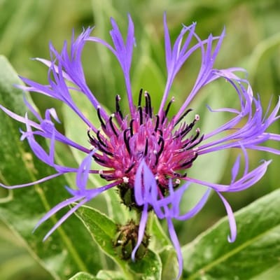 Bergcentaurie (Centaurea montana) - - Bergkorenbloem - Snijbloemen - Vaste planten - bloeit in Juni / Juli / Augustus