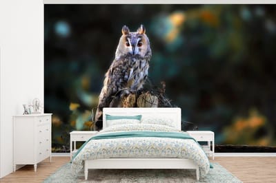 Behang - Fotobehang Uil - Herfst - Vogel - Takken - Breedte 345 cm x hoogte 220 cm