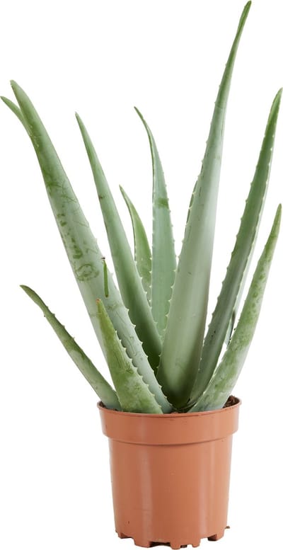 Bloomique - Aloe Vera Plant - Kamerplanten - Vetplanten - Succulenten - Zeer Gemakkelijk in onderhoud - Hoogte 50-60 cm - Pot 19 cm