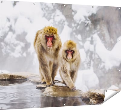 Gards Tuinposter Twee Aapjes in de Sneeuw op Rotsen - 160x120 cm - Tuindoek - Tuindecoratie - Wanddecoratie buiten - Tuinschilderij
