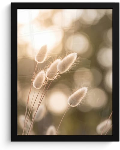 Poster in lijst - Fotolijst 30x40 cm - Posters - Hazestaartgras - Wit - Zonlicht - Posterlijst zwart - Decoratie - Wanddecoratie woonkamer - Muurdecoratie slaapkamer