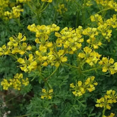 Wijnruit (Ruta graveolens) - - Vaste planten - Moestuin - Bijen-Vlinders - Geurend - Groenblijvend - Zomerbollen - Voorjaarsbollen