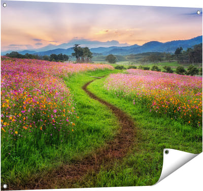 Gards Tuinposter Kosmos Bloemenveld met een Pad - Bloemen - 100x80 cm - Tuindoek - Tuindecoratie - Wanddecoratie buiten - Tuinschilderij