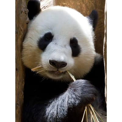 Volledige 5D DIY Diamond schilderij dier kruissteek panda's hars diamant borduurwerk 20X30CM gray