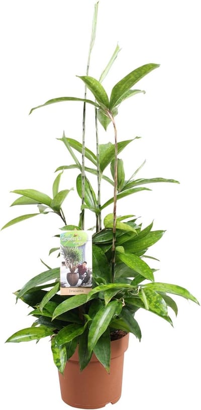 Plantenboetiek.nl | Dracaena Surculosa - Ø17cm - 45-55cm hoog - Kamerplant - Groenblijvend