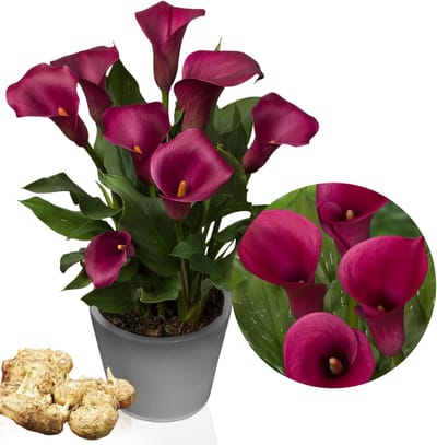 Calla Lelie - Zantedeschia - Purple Passion - Bloembollen - 5 stuks - Paars - Bloem bollen - Leliebollen
