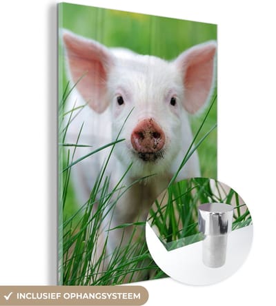 MuchoWow® Glasschilderij 30x40 cm - Schilderij acrylglas - Varken - Dieren - Big - Foto op glas - Schilderijen