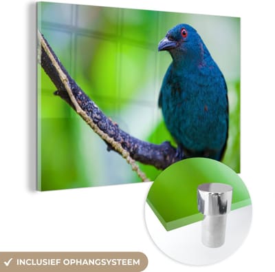 ® Glasschilderij 180x120 cm - Schilderij acrylglas - Indische blauwrug zittend op een tak - Foto op glas - Muurdecoratie woonkamer - Wanddecoratie slaapkamer - Schilderijen